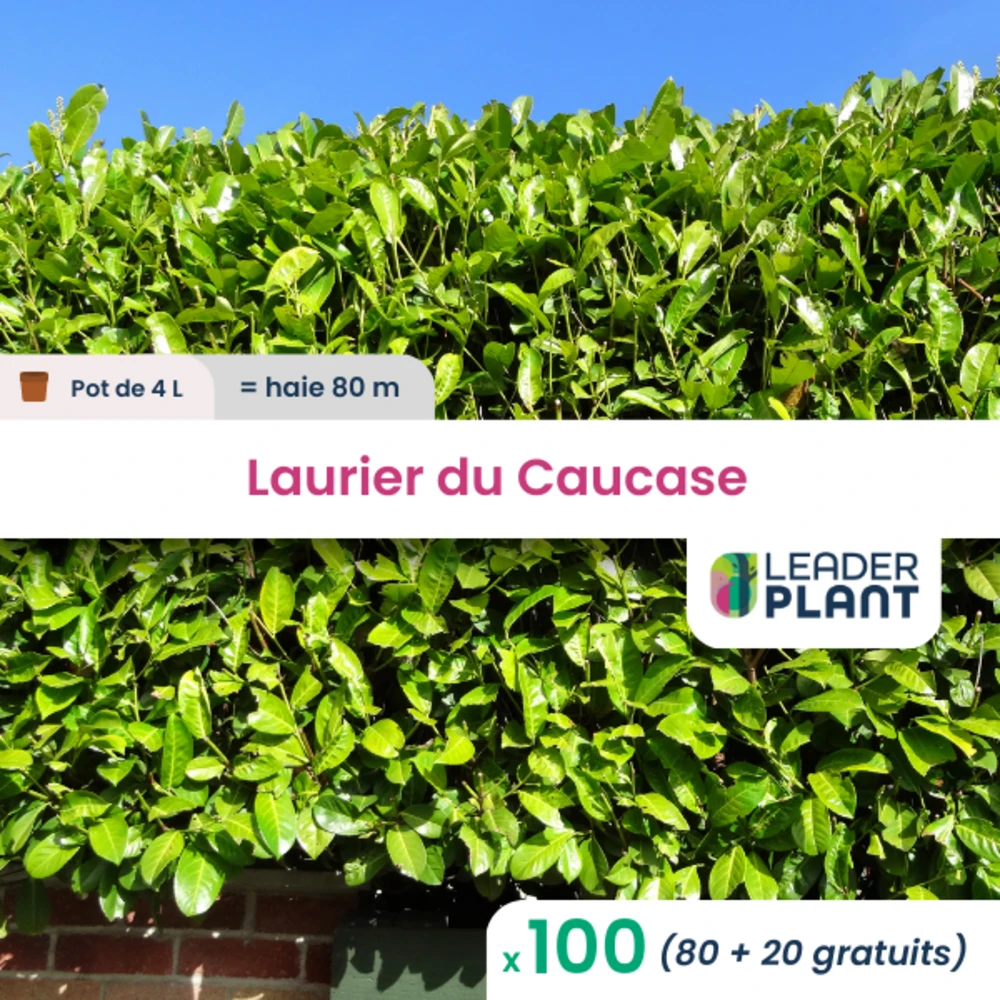 100 X Laurier Du Caucase En Pot De 4 L 3 100 X Laurier Du Caucase En Pot De 4 L