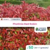 50 X Photinia Red Robin En Pot De 1 L 1 50 X Photinia Red Robin En Pot De 1 L -Terre et Verdure 6495d6b6d8cd22.29618206