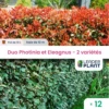 Duo De Lauriers Rouge Et Argent - 2 Variétés - Lot De 12 Plants En Pot De 10 L -Terre et Verdure 6495d6b7464176.61137143