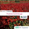 100 X Photinia Carré Rouge En Pot De 2 L -Terre et Verdure 6495d6b7b51234.91411799