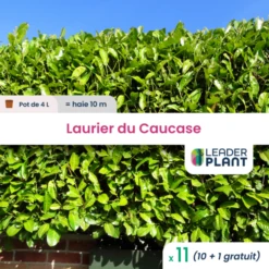 11 X Laurier Du Caucase En Pot De 4 L