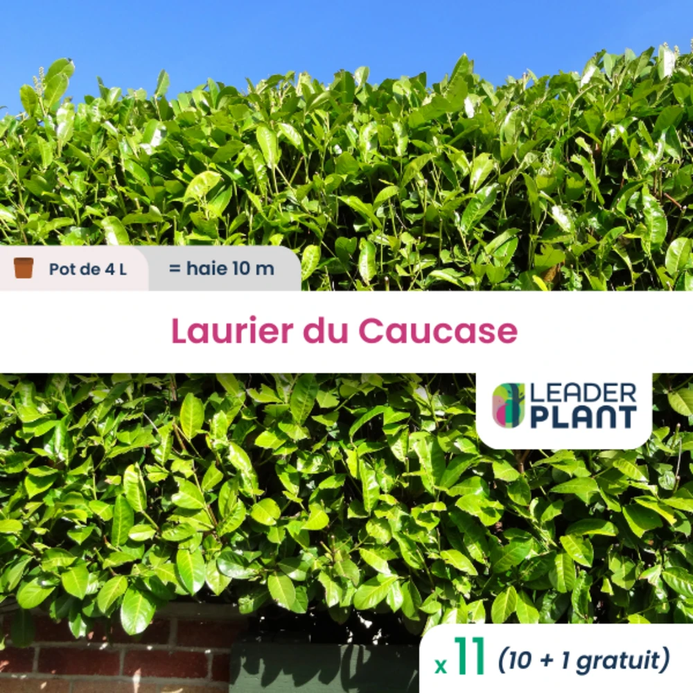 11 X Laurier Du Caucase En Pot De 4 L 3 11 X Laurier Du Caucase En Pot De 4 L