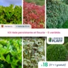 Kit Haie Persistante Et Fleurie 6 Variétés – Lot De 18 Plants En Pot De 4 L -Terre et Verdure 6495d6b8d179f4.18517274
