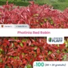 100 X Photinia Red Robin En Pot De 1 L 1 100 X Photinia Red Robin En Pot De 1 L -Terre et Verdure 6495d6b93cc429.16728885