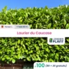 100 X Laurier Palme, Laurier Du Caucase, Laurier Cerise En Pot De 1 L -Terre et Verdure 6495d6b99b7cb8.15478738