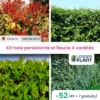 Kit Haie Persistante Et Fleurie - 4 Variétés - Lot De 52 Plants En Pot De 4 L -Terre et Verdure 6495d6bd496dc5.79554142