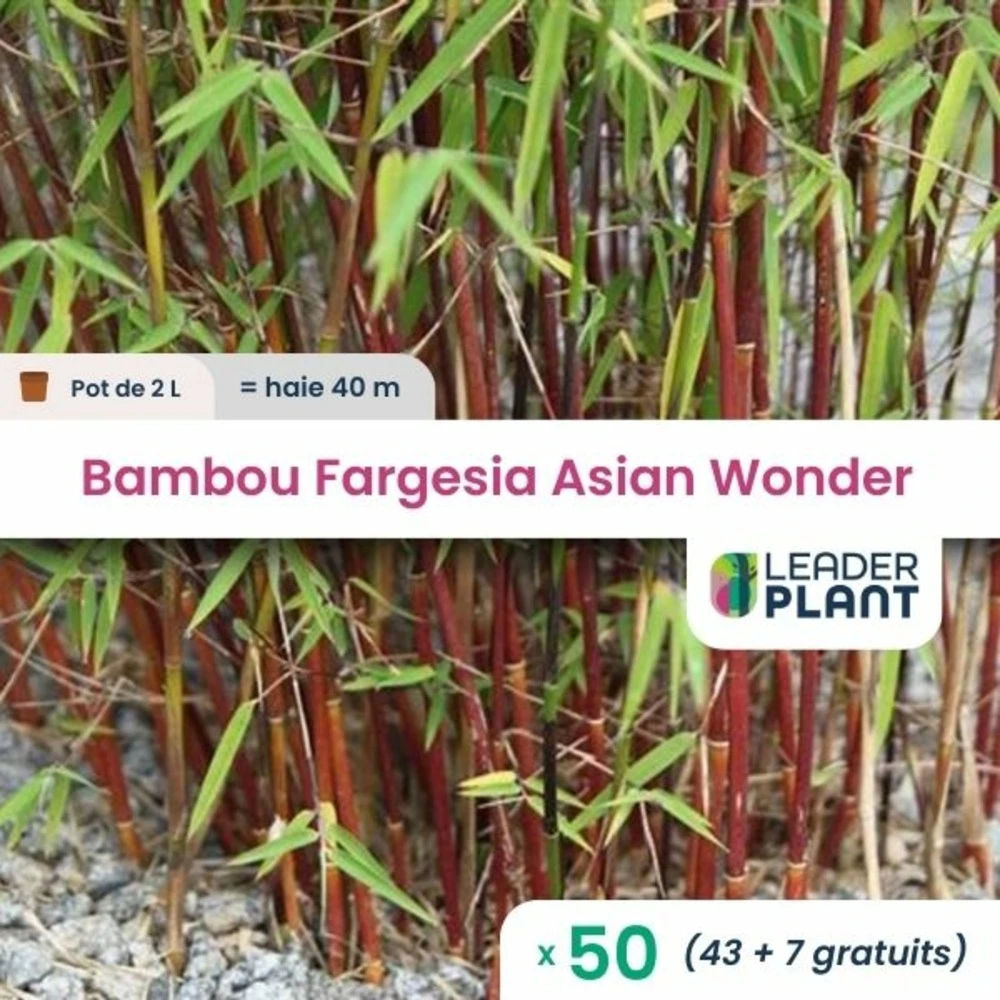 50 X Bambou Fargesia Asian Wonder 60/70 En Pot De 2 L 3 50 X Bambou Fargesia Asian Wonder 60/70 En Pot De 2 L