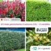 Haie Persistante 4 Saisons - Lot De 12 Plants En Pot De 4 L 2 Haie Persistante 4 Saisons - Lot De 12 Plants En Pot De 4 L -Terre et Verdure 6495d6be655244.86949641