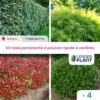 Kit Haie Persistante à Pousse Rapide – 4 Variétés - Lot De 4 Plants En Pot De 1 L -Terre et Verdure 6495d6bfdde112.23407930