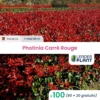 100 X Photinia Carré Rouge En Pot De 4 L -Terre et Verdure 6495d6c0a9d630.56190161