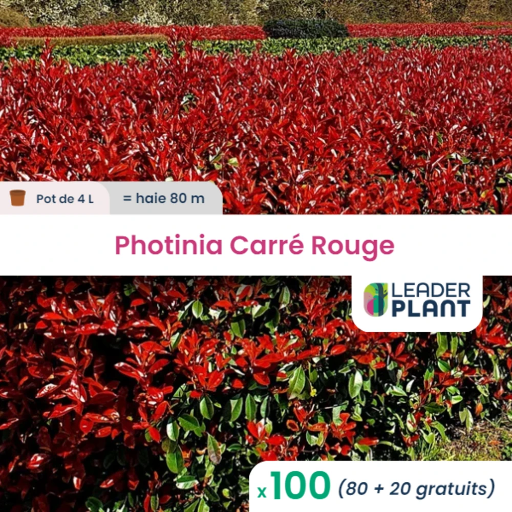 100 X Photinia Carré Rouge En Pot De 4 L 3 100 X Photinia Carré Rouge En Pot De 4 L