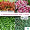Kit Haie Persistante, Rustique Et Fleurie - 4 Variétés - Lot De 12 Plants En Godet 2 Kit Haie Persistante, Rustique Et Fleurie - 4 Variétés - Lot De 12 Plants En Godet -Terre et Verdure 6495d6c1164933.44020403