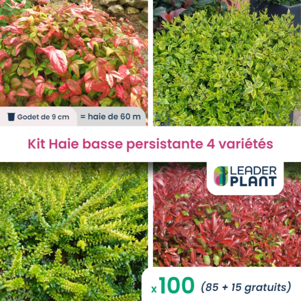 Kit Haie Basse Persistante - 4 Variétés - Lot De 100 Plants En Godet 3 Kit Haie Basse Persistante - 4 Variétés - Lot De 100 Plants En Godet