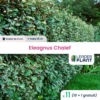 11 X Eleagnus Ebbingei, Chalef En Godet -Terre et Verdure 6495d6c1d34663.61566718