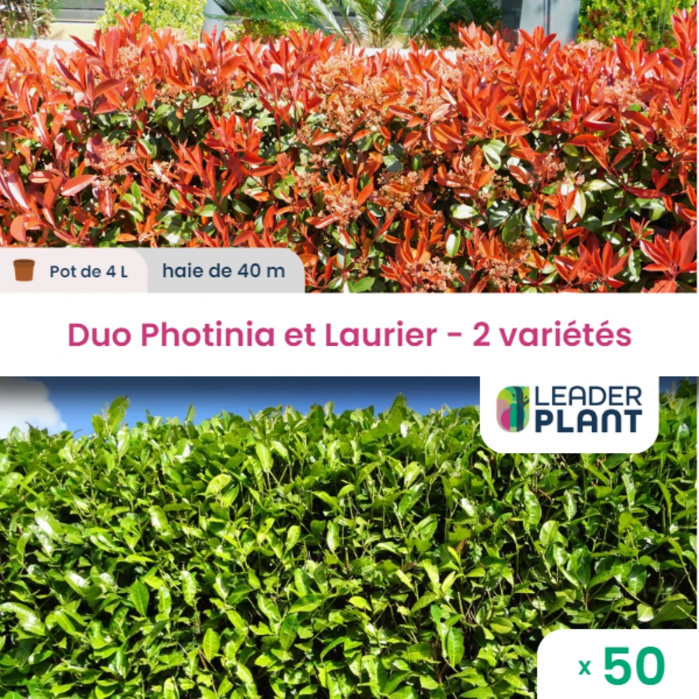 Duo Photinias Rouge Et Lauriers Verts – 2 Variétés – Lot De 50 Plants En Pot De 4 L 3 Duo Photinias Rouge Et Lauriers Verts – 2 Variétés – Lot De 50 Plants En Pot De 4 L