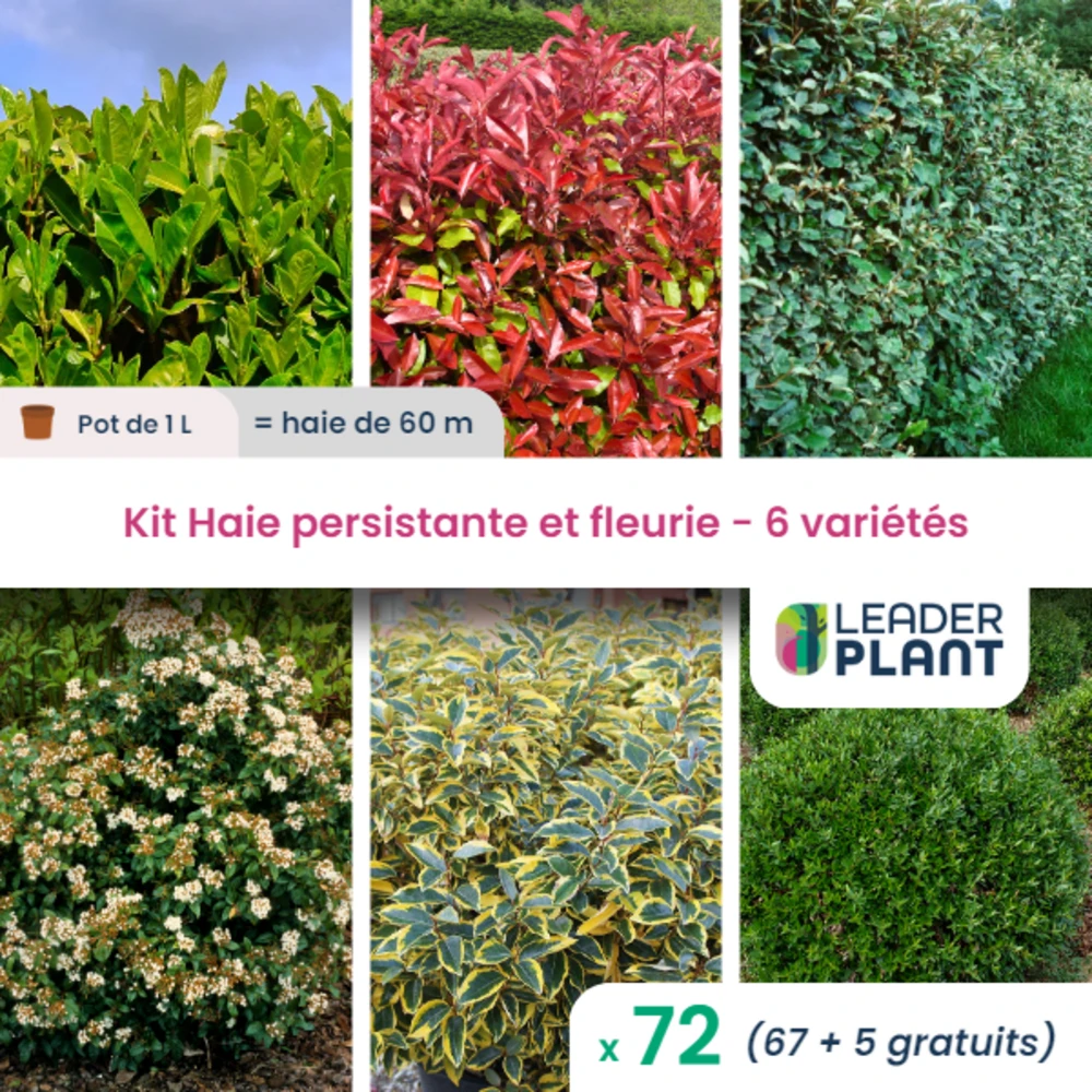 Kit Haie Persistante Et Fleurie 6 Variétés – Lot De 72 Plants En Pot De 1 L 3 Kit Haie Persistante Et Fleurie 6 Variétés – Lot De 72 Plants En Pot De 1 L