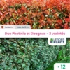 Duo De Lauriers Rouge Et Argent - 2 Variétés - Lot De 12 Plants En Pot De 4 L -Terre et Verdure 6495d6c5777d96.06536186