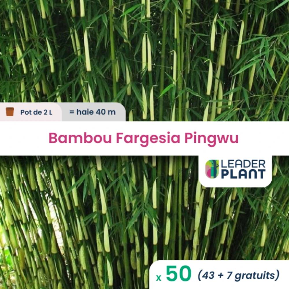 50 X Bambou Fargesia Pingwu En Pot De 2 L 3 50 X Bambou Fargesia Pingwu En Pot De 2 L