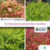 Kit Haie Basse Persistante - 4 Variétés - Lot De 4 Plants En Godet 1 Kit Haie Basse Persistante - 4 Variétés - Lot De 4 Plants En Godet -Terre et Verdure 6495d6c64a2bf3.25586447