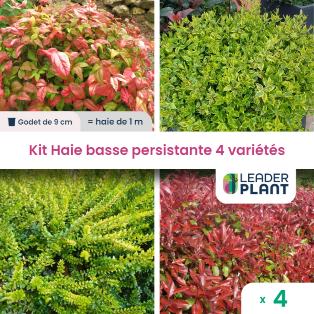 Kit Haie Basse Persistante - 4 Variétés - Lot De 4 Plants En Godet 3 Kit Haie Basse Persistante - 4 Variétés - Lot De 4 Plants En Godet