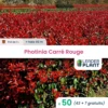 50 X Photinia Carré Rouge En Pot De 1 L