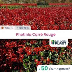 50 X Photinia Carré Rouge En Pot De 1 L
