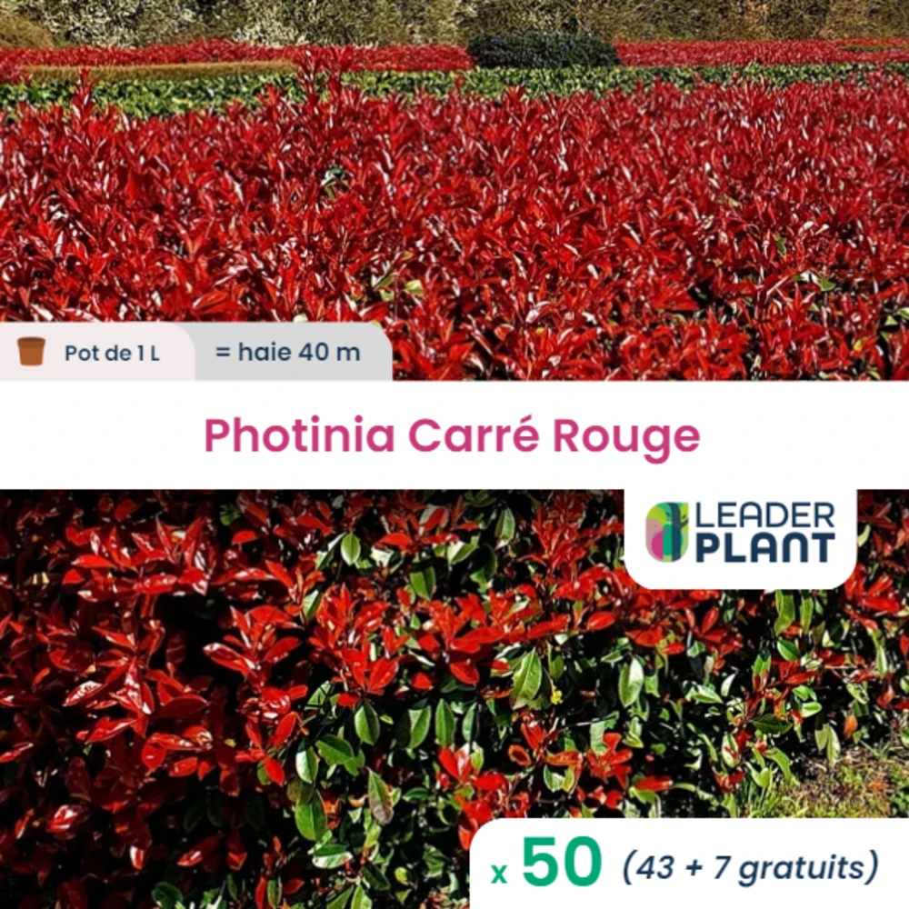 50 X Photinia Carré Rouge En Pot De 1 L 3 50 X Photinia Carré Rouge En Pot De 1 L