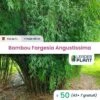 50 X Bambou Fargesia Angustissima En Pot De 1 L