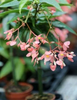 Begonia Tamaya (maculata) Caractéristique - Pot 9 Cm