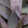 Tradescantia Pallida Caractéristique - Pot 9 Cm -Terre et Verdure 6495da4c3132b8.43383613