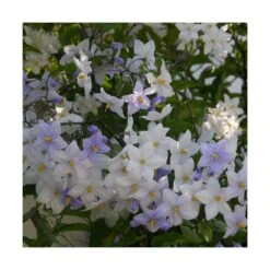 Morelle Faux Jasmin Jasminoides/pot De 3l - 60/120 Cm 5 Morelle Faux Jasmin Jasminoides/pot De 3l - 60/120 Cm -Terre et Verdure 64999a19242f76.10751749