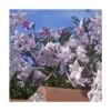 Morelle Faux Jasmin Jasminoides/pot De 3l - 60/120 Cm -Terre et Verdure 64999a192cf573.39916809
