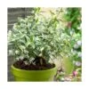 Jasmin étoilé Jasminoïdes Sun Lover®/pot De 4l -Terre et Verdure 64999a198d1971.82369985