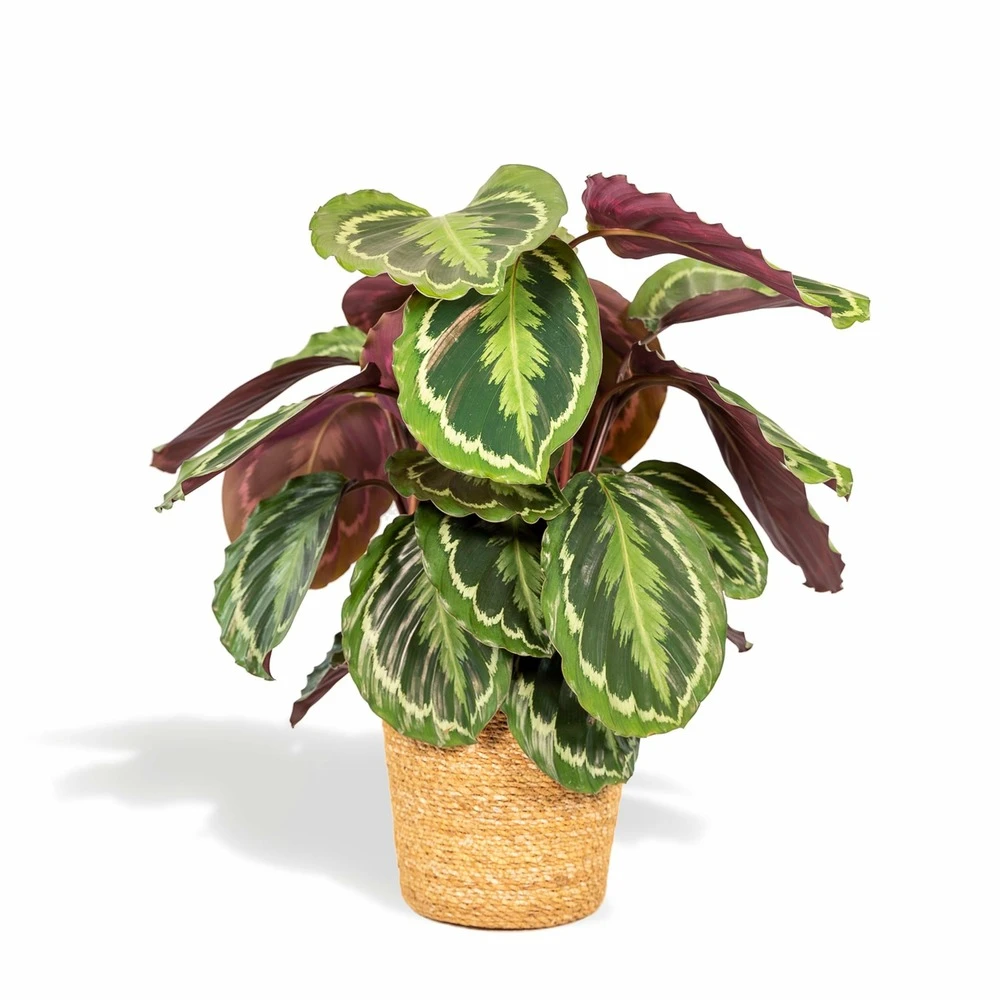 Calathea Médaillon Et Son Panier Naturel - H65cm, ø19cm - Plante D'intérieur 3 Calathea Médaillon Et Son Panier Naturel - H65cm, ø19cm - Plante D'intérieur
