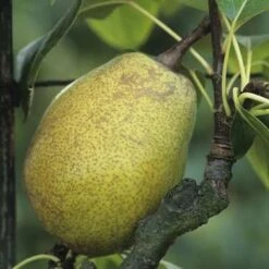 Poirier Jeanne D'Arc : Gobelet 3 Ans D'âge Ctr 12 Litres 5 Poirier Jeanne D'Arc : Gobelet 3 Ans D'âge Ctr 12 Litres -Terre et Verdure 6528 003