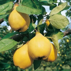 Cognassier Champion : Gobelet 3 Ans D'âge -Terre et Verdure 6532 004