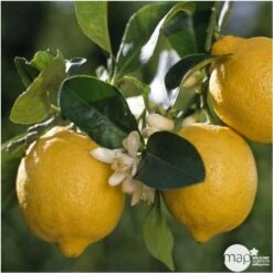 Citrus Lemon : C. 65L 18/20 -Terre et Verdure 662222 001