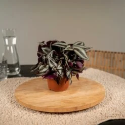 Box 6 Plantes D'intérieur - H20cm, ø12cm - Plantes D'intérieur -Terre et Verdure 663719d7e9ffff6c