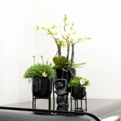 Rhipsalis Baccifera - H15cm, ø9cm - Plante D'intérieur -Terre et Verdure 6638490801f056b7