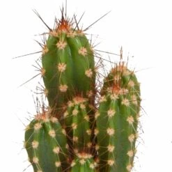 Cactus, Box De 5 Plantes - H8cm, ø5,5cm - Plantes D'intérieur -Terre et Verdure 664e171e2bda6fec
