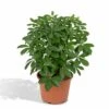 Schefflera Nora - H50cm, ø21cm - Plante D'intérieur -Terre et Verdure 66b3b3178c0de5cc