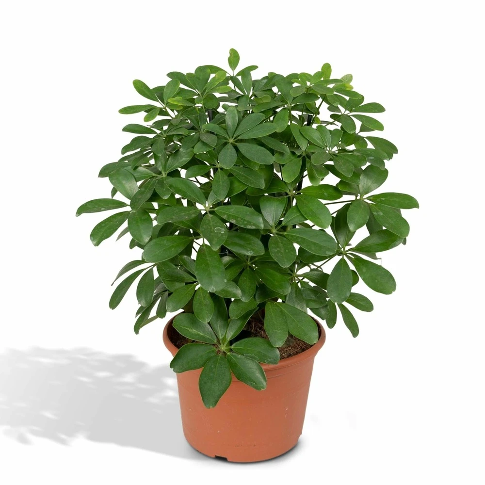 Schefflera Nora - H50cm, ø21cm - Plante D'intérieur 3 Schefflera Nora - H50cm, ø21cm - Plante D'intérieur