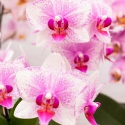 Orchidée Rose Phalaenopsis - H35cm, ø9cm - Plante D'intérieur Fleurie -Terre et Verdure 66d47a1ab5ab59c9