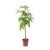 Pachira Tressé : H.150/160cm, Pot D.27cm -Terre et Verdure 674123 001