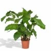 Calathea Network - 30cm, ø14cm - Plante D'intérieur -Terre et Verdure 677dba7a6dcc65c5