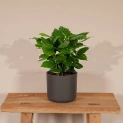 Caféier Arabica - H25cm, ø12cm - Plante D'intérieur -Terre et Verdure 6797a8a46496e0f1