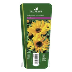 Soleil Vivace : Lot De 3 Godets -Terre et Verdure 682893 001