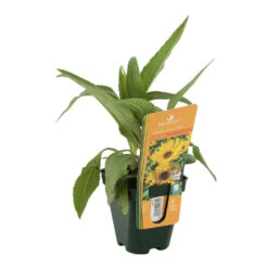 Soleil Vivace : Lot De 3 Godets -Terre et Verdure 682893 002