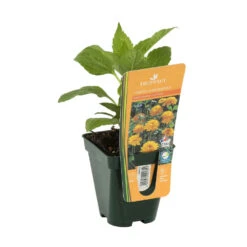 Soleil Vivace : Lot De 3 Godets -Terre et Verdure 682893 004