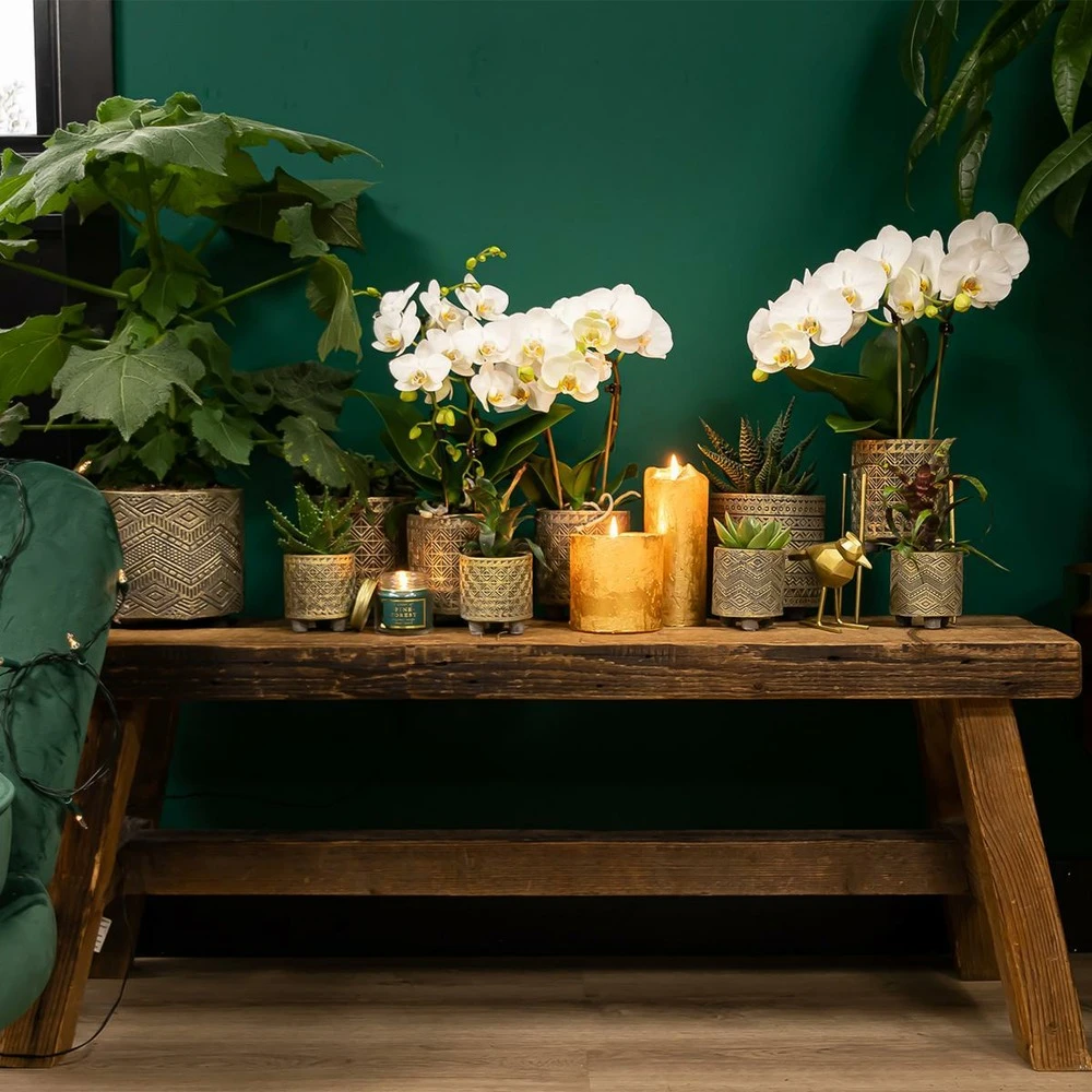 Haworthia Limifolia - ø6cm - H11cm, ø6cm - Plante D'intérieur 6 Haworthia Limifolia - ø6cm - H11cm, ø6cm - Plante D'intérieur – Image 4